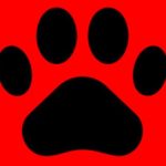 teach dog 